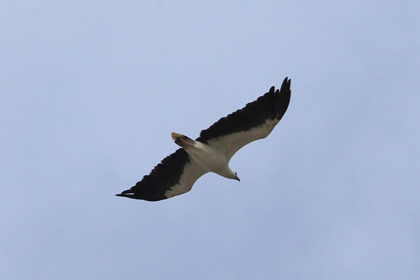 White-Bellied Sea-Eagle